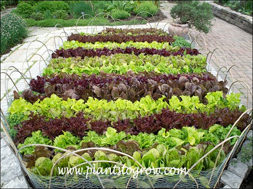 Leaf Lettuce ABC's (Lactuca sativa)